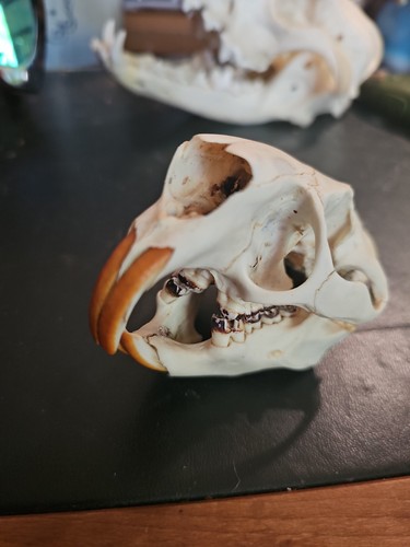 Beaver skull - beaver,