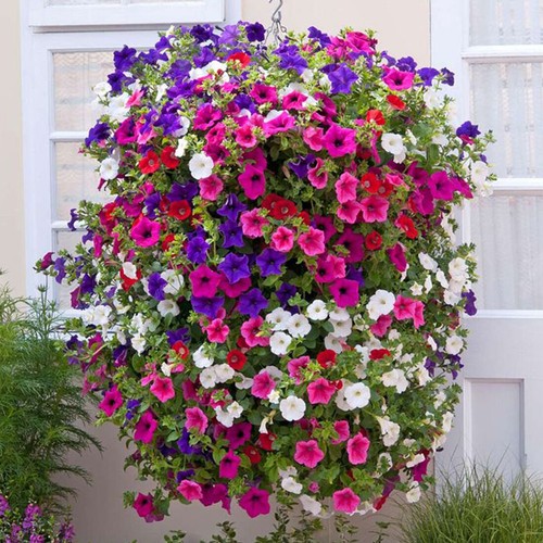 Trailing petunia colourful - 50,
