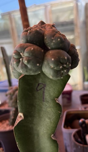 Rare 0cm grafted - , ariocarpus