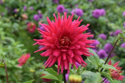 Dahlia tuber prefet demange - tuber,