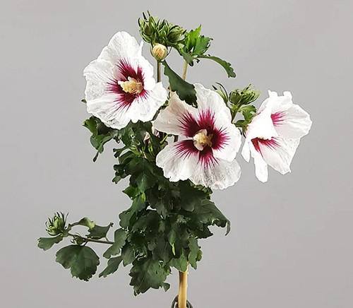 Red heart hibiscus - red,