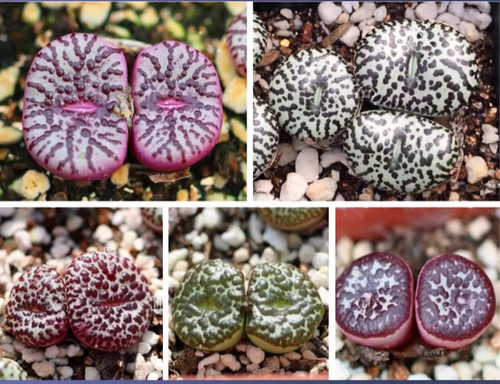 Conophytum obcordellum mix - obcordellum,