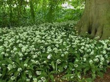 Wild Garlic - Allium Ursinum - 25 Bulbs