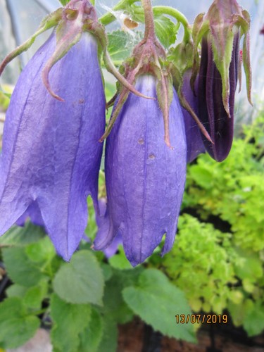 Campanula sarastro hardy - campanula,