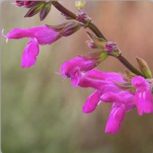 Salvia chiapensis chiapas - chiapensis,,