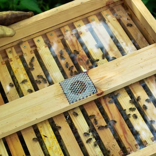 Wbc bee hive see through - wbc,
