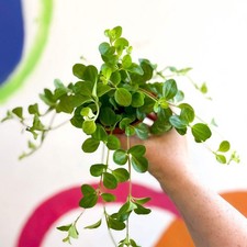 Peperomia rotundifolia -