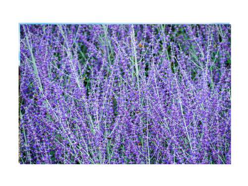 Russian sage live plant - plant, |