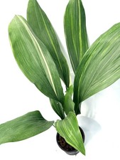 EXACT PLANT 22.10.02 Variegated Elatior Aspidistra