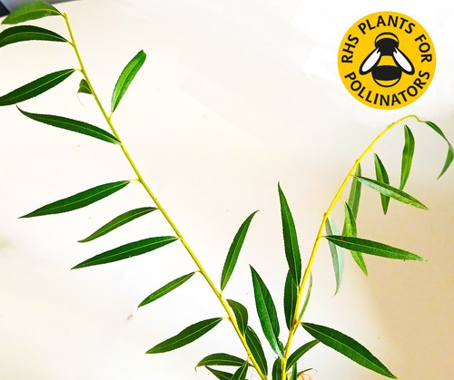 60cm drought tolerant - drought,