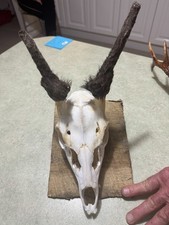 Deer Skull-  Fallow Pricket