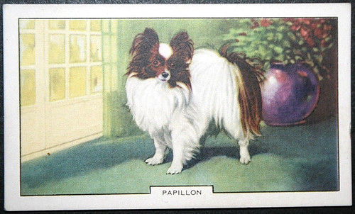 Papillon butterfly dog toy - butterfly,