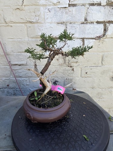 Juniper bonsai about years - , 12