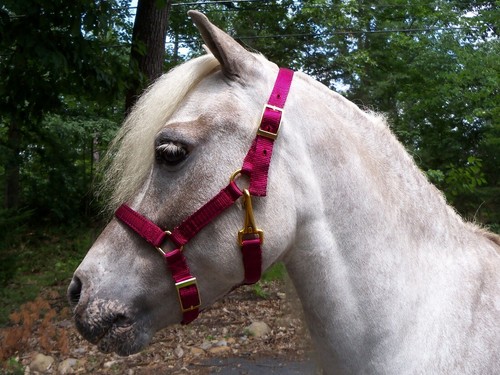 Miniature horse adjustable - horse,