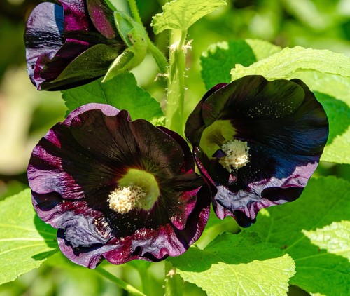 150x black hollyhock - black, nigra
