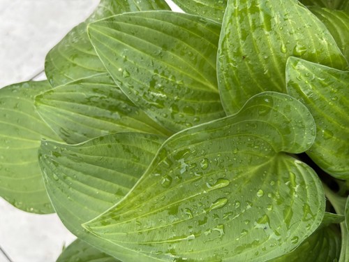 Hosta ren jyaku medium - ki,