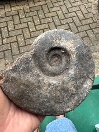 Ready prep large ammonite - ready,