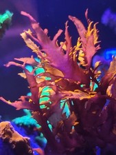 Dragon's Breath Marine Coral