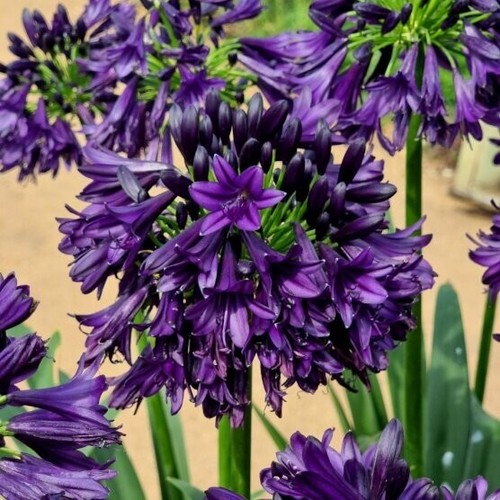 New agapanthus black jack - new,