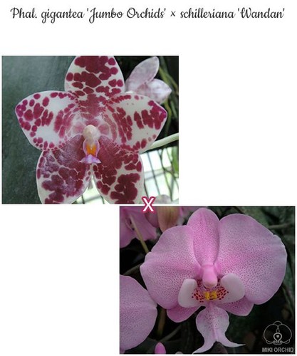 Phal gigantea jumbo - 'jumbo, orchids'