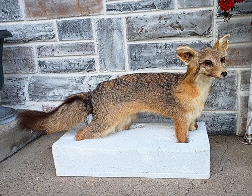 Vintage taxidermy full - taxidermy,