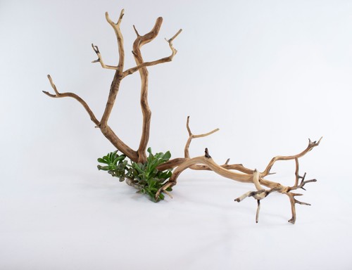 Manzanita aquarium driftwood - manzanita,