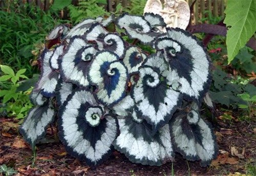 Begonia escargot tropical - begonia,