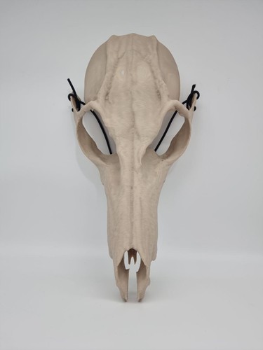 Wendigo skull mask - ,, halloween