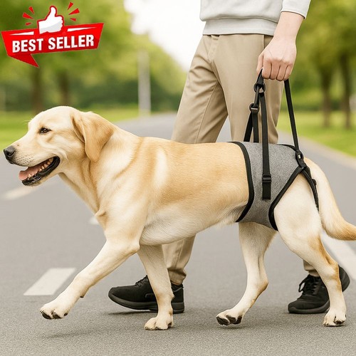 Dog rear legs support strap - dog,