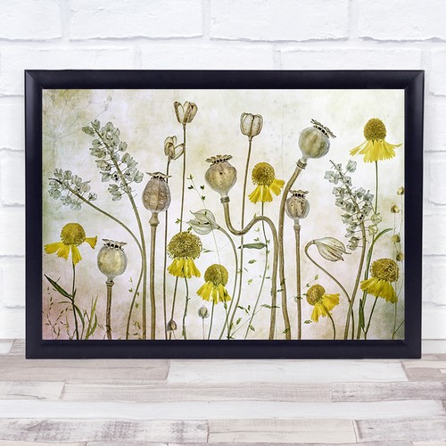 Poppies helenium poppy seeds - poppy,