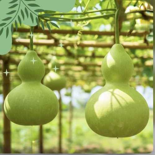 Asian kolshi lau bottle - 💚asian,