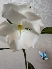 Oleander Nerium White