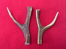 2 PIECES OF SIKA DEER ANTLERS