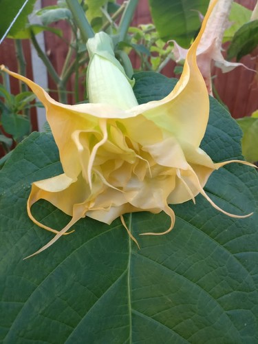 Brugmansia angels sunrose - angels,