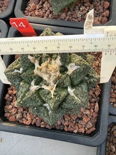 Sale rarecacti ariocarpus - rarecacti,