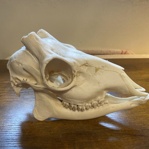 Roe deer skull home decor - deer,