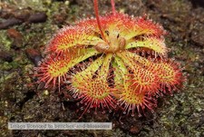Drosera Spatulata Sundew