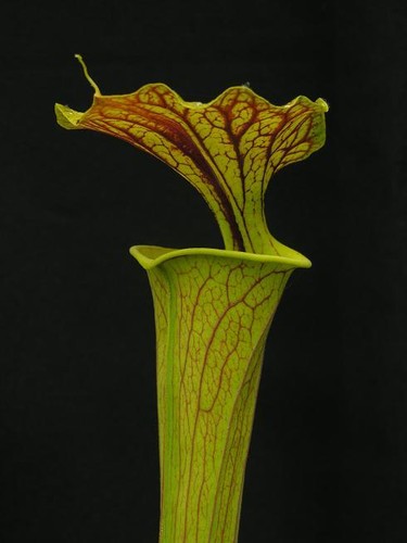 Carnivorous sarracenia flava - carnivorous,