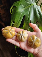 Sea Urchin Fossil Echinoid Rare Jurassic Specimen Large Madagascar