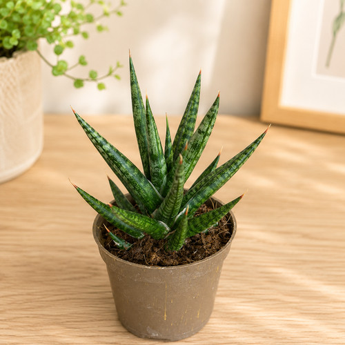 Rare sansevieria francisii - rare,