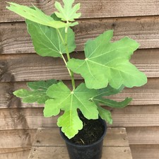 Fig Tree - Ficus carica Brown Turkey 5 LITRE Fruit Tree
