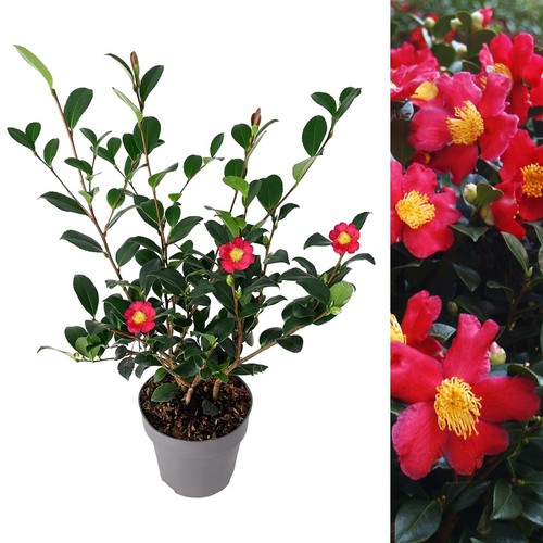 Camellia vernalis - camellia, x
