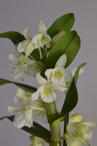 Apollon white dendrobium - apollon,