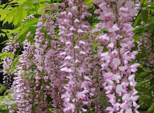 Wisteria sinensis pink - sinensis,