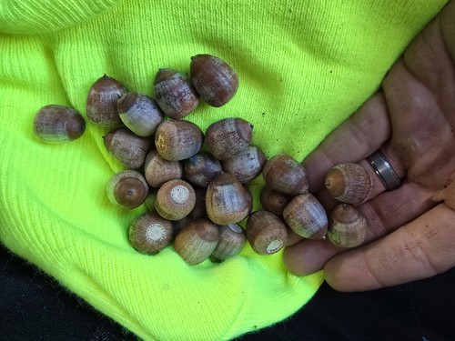Shumard oak acorns quercus - 25, (quercus