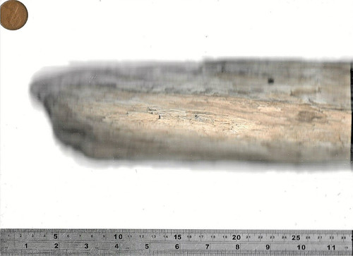 Nice north sea driftwood - nice,
