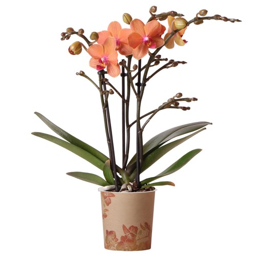 Orchid phalaenopsis kolibri - orchid,