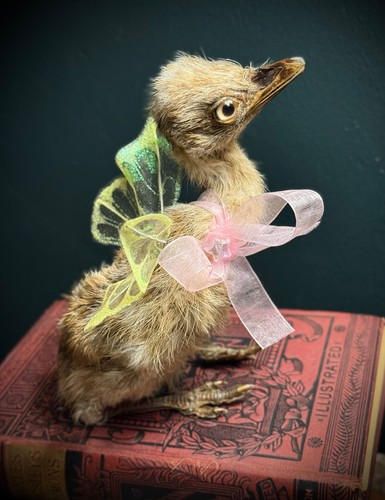 Mummified taxidermy blonde - mummified,