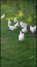 10 White Bresse Gauloise hatching eggs .Hatching eggs 