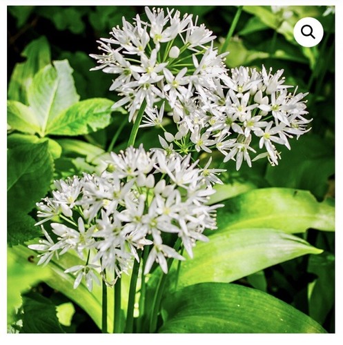 Wild garlic bulbs - 25,